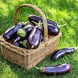 500+ Purple Aubergine Eggplant Seeds Non-GMO Vegetable Photo, best price $10.99 ($0.02 / Count) new 2024