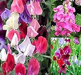 Big Pack - Sweet Pea Sweetpea Flower Seed (400+) Lathyrus odoratus Flower Seeds - Heirloom Mix Very Fragrant Blooms - Red Salmon Pink Lavender - Non-GMO Flower Seeds By MySeeds.Co (Big Pack Sweet Pea) Photo, best price $9.99 ($0.02 / Count) new 2024