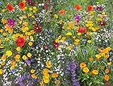 Cioler Seed House - Graines de fleurs sauvages rares Mélange de fleurs Mélange amical pour les abeilles et les abeilles Photo, meilleur prix 4,29 € nouveau 2024
