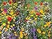 Photo Cioler Seed House - Graines de fleurs sauvages rares Mélange de fleurs Mélange amical pour les abeilles et les abeilles