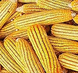 1 lb (1,600+ Seeds) Reid's Yellow Field Corn Seed (OP) Open pollinated Variety - Non-GMO Seeds by MySeeds.Co (1 lb Reid Yellow Corn) Photo, best price $24.95 new 2024
