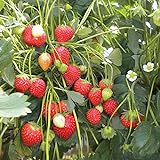 100 graines de fraises grimpantes (Climbing Strawberry) Photo, meilleur prix 3,69 € nouveau 2024