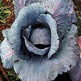 Cabbage Seed, Red Acre, Heirloom, Non GMO 25 Seeds, Colorful Tasty Healthy Veggie Country Creek Acres Photo, best price $1.99 new 2024