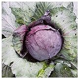 Everwilde Farms - 1 Lb Red Acre Cabbage Seeds - Gold Vault Photo, best price $16.20 new 2024