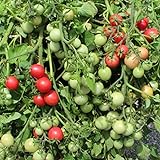 Gartenperle Tomatensamen für ca. 20 Pflanzen - ideale Kübeltomate, Massenertrag Foto, bester Preis 1,99 € (0,10 € / stück) neu 2024