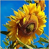 Seed Needs, 300 Large Mammoth Grey Stripe Sunflower Seeds For Planting (Helianthus annuus) These Sun Flowers are Perfect for the Garden, Attracts Birds, Bees and Butterflies! BULK Photo, best price $8.99 ($8.99 / Count) new 2024