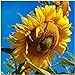 Photo Seed Needs, 300 Large Mammoth Grey Stripe Sunflower Seeds For Planting (Helianthus annuus) These Sun Flowers are Perfect for the Garden, Attracts Birds, Bees and Butterflies! BULK