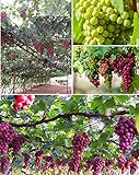 50+ Grape Seeds Vine Fruit Seed Fruit Plant Home Garden Non-GMO Photo, best price $9.00 new 2024