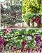 Photo 50+ Grape Seeds Vine Fruit Seed Fruit Plant Home Garden Non-GMO