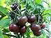 Photo 30+ Black Cherry Tomato Seeds, Heirloom Non-GMO, Low Acid, Indeterminate, Open-Pollinated, Sweet, Productive, from USA