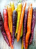 Bunten Karotte 100 Samen - Regenbogen Mix-weiß,gelb,orang,ro,lila Foto, bester Preis 1,99 € neu 2024