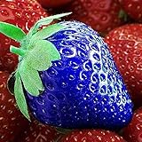 XQxiqi689sy Erdbeer-Samen, nahrhaftes Vitamin, bunt, nicht transgenisch, Bauernhoffruchtsamen, Blau, 100 Stück Foto, bester Preis 10,63 € neu 2024