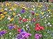 Foto Blumenwiese mit 65 Wildkräuterarten, fünfjährige Bienenweide, insektenfreundliche Blühwiese, wilde mehrjährige winterharte Samenmischung für Bienen Hummeln und Schmetterlinge, Blumenwiesen (20qm)