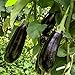 Foto Black Beauty Aubergine Samen für ca. 20 Pflanzen - ertragreiche Sorte mit dunkelvioletten Früchten