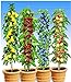Foto BALDUR Garten Säulen-Obst-Kollektion Birne, Kirsche, Pflaume & Apfel, 4 Pflanzen als Säule Birnbaum, Kirschbaum, Pflaumenbaum, Apfelbaum