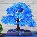 Foto TOYHEART 100 Piezas De Semillas De Flores De Primera Calidad, Semillas De árboles De Arce Atractivas Hermosas Y Encantadoras Semillas De árboles De Arce Azul Bonsai Para El Hogar Azul