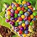 Foto TENGGO Egrow 50 Teile/Paket Traubenkernen Regenbogen Colorful Garten Obst Pflanzen Süße Kyoho Traubenkerne