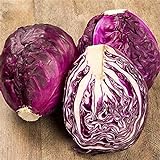RattleFree Cabbage Seeds for Planting | Heirloom & Non-GMO | 500 Red Acre Cabbage Vegetable Seeds for Planting Home Gardens | Growing Instructions Included on Planting Packets Photo, best price $6.95 new 2024