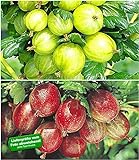 BALDUR Garten Stachelbeer-Sträucher-Set, 2 Pflanzen Ribes 'Gelbe Invicta®' und 'Rote Spinefree®' Foto, bester Preis 16,99 € neu 2024