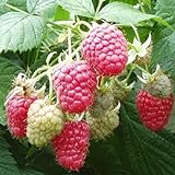 2 Joan J Raspberry Plants-Everbearing, Thornless (2 Lrg 2 Yrs Bare root Canes) Photo, best price $26.95 new 2024
