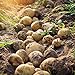 Photo 5pcs Graines de pommes de terre Haute taux de germination facile à croître à croissance rapide de la croissance rapide à manipuler le jardin Sweet and nutritieux savoureux végétal bonsaï p Gra