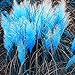 Photo zhoubaa Lot de 300 graines d’herbe de la pampa Bleu