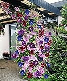 Clematis ~Mixed Colors~ 20Seeds Wonderful Large Blooms 20+ Perennial Vine Seeds Photo, best price $13.90 new 2024