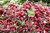 White, Pink, and Red 30-Day Radish Seed Mix – Traditional Crisp Spring Radish Varieties – Heirloom Seeds | Liliana's Garden | Photo, best price $5.95 new 2024