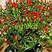 Foto 50pcs / lot de la herencia Semillas Thai Sun del pimiento picante de chile Capsicum annuum ornamental Bonsai Plant Mini Hot Pepper Seeds