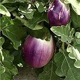 Aubergine - Eierfrucht - mittelfrüh - Violetta di Firenze - 20 Samen Foto, bester Preis 2,29 € neu 2024