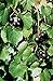 Foto 5 Samen von Vitis rotundifolia PURPLE Muscadine Traubenkernen