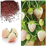MOCCUROD 300pcs White Alpine Strawberry Fragaria Vesca Pineberry Sweet Pineapple Flavour Seeds Photo, best price $7.99 ($0.03 / Count) new 2024