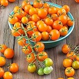 Sun Gold Hybrid Tomato Seeds (40 Seed Pack) Photo, best price $6.49 new 2024