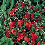 Prunkbohne Rot blühend - Feuerbohne - 25 Samen Foto, bester Preis 2,39 € neu 2024