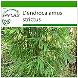 SAFLAX - Bambú de Calcuta - 50 semillas - Con sustrato estéril para cultivo - Dendrocalamus strictus Foto, mejor precio 4,45 € nuevo 2024