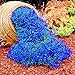 Foto 500 Stück Rock Cress Seeds Leicht zu züchten Bodendecker Blume Mehrfarbige Grünlandpflanzensamen für Rasen - Blau