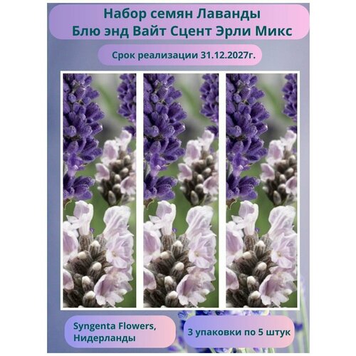 Лаванда узколистная Блю Энд Вайт Сцент Эрли Микс 3 упаковки по 5 семян, Syngenta Flowers, Нидерланды фотография