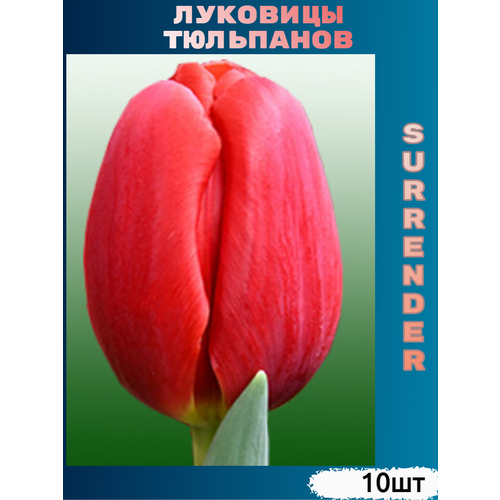 Луковицы тюльпана Surrender ( 10 шт) фотография