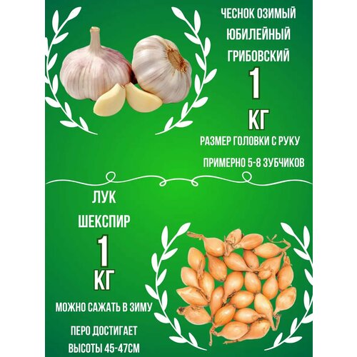 Набор Чеснок Озимый и Лук севок 1 кг фотография