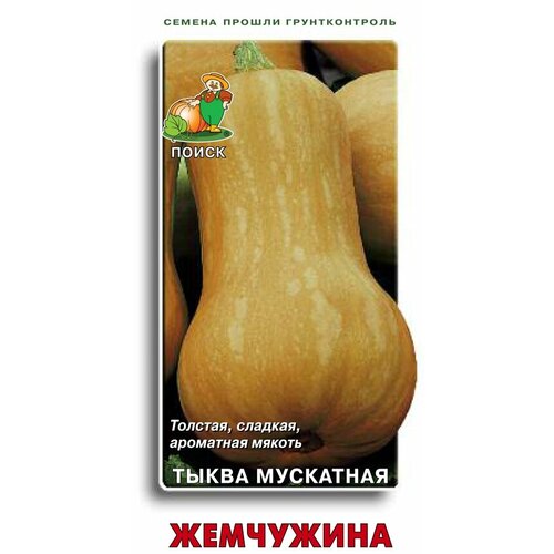 Семена Тыква Жемчужина мускатная 10шт (Поиск) фотография