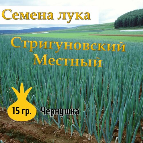 Семена лука чернушка Стригуновский Местный,15гр фотография