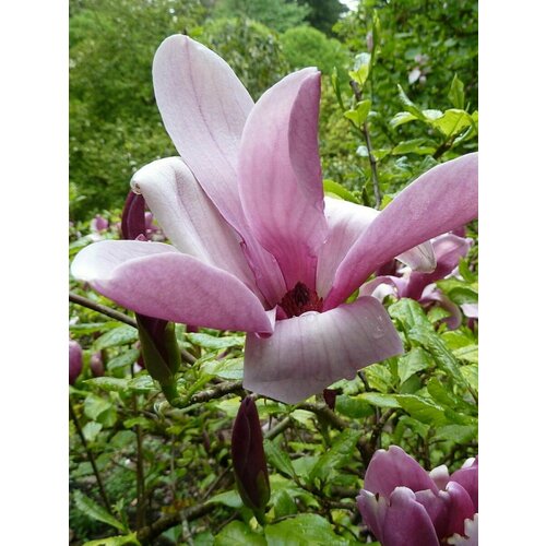 Семена Магнолия лилиецветная (Magnolia liliiflora), 5 штук фотография