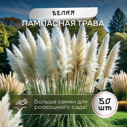 Пампасная трава кортадерия белая семена SVN seeds 50 шт. сертифицированные фотография