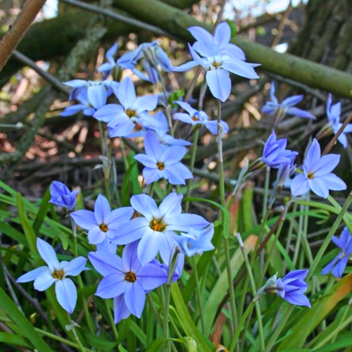 Луковицы цветов, сhipollino flowers, ифейон WISLEY BLUE (10 луковиц) фотография