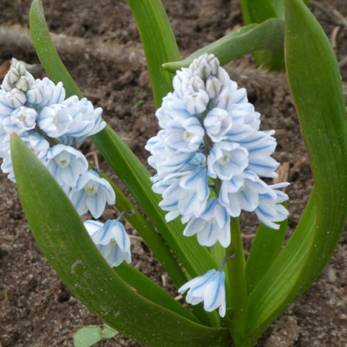 Луковицы цветов, botanica garden, пушкиния либанотика, 10 штук фотография