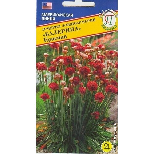 Армерия Балерина Красная. Семена. Многолетник. Высота растения 20-25 см. Диаметр цветка 3-4 см. Прямой посев в грунт весной или осенью фотография