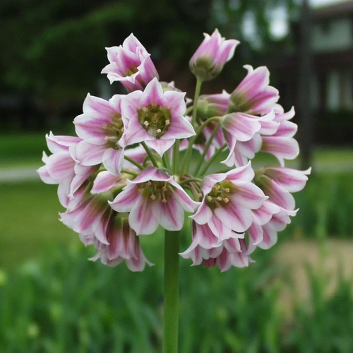 Аллиум NECTAROSCORDUM SICULUM (5 луковиц) фотография