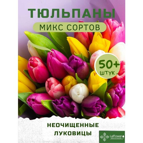 Тюльпан Луковицы неочищенные, Микс сортов, 50шт+ (LeFlower) фотография