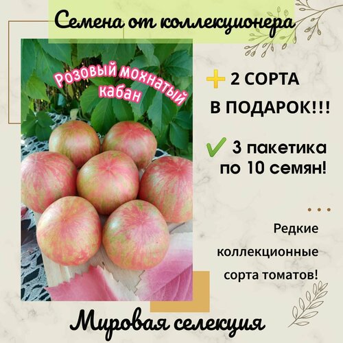 Томат Розовый Мохнатый Кабан, мировая селекция, коллекционный сорт, селекция Брэда Гейтса, США фотография