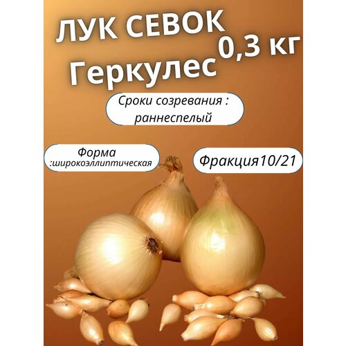 Лук севок Геркулес 0.3кг фотография